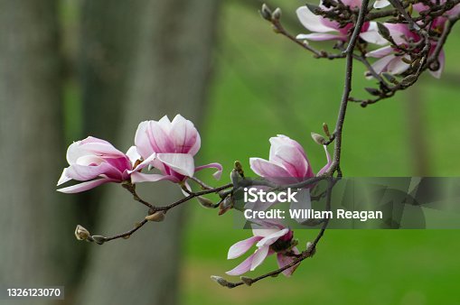 istock Beautiful Tulip-Magnolia Tree-Howard County, Indiana 1326123070