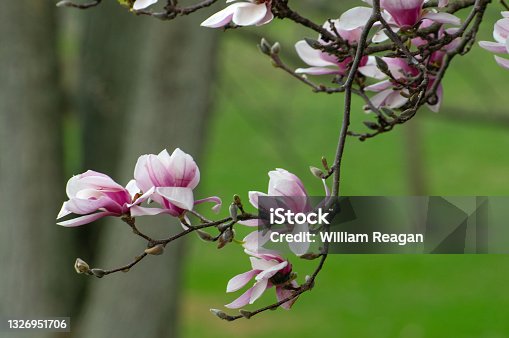 istock Beautiful Tulip-Magnolia Tree-Howard County, Indiana 1326951706