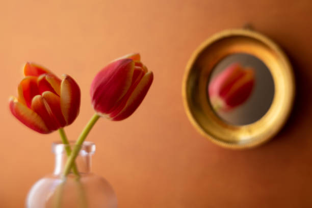 Beautiful Tulips and Reflection stock photo