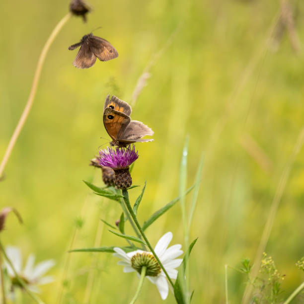 Beautiful vibrant image of Gatekeeper Pyronia Tithonus in wild flower meadow in Summer stock photo