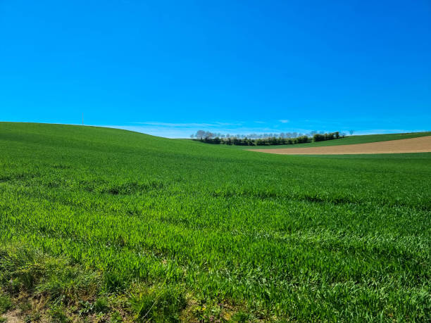 Beautiful view of a wheat field that is beginning to sprout. stock photo