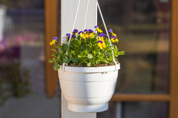 Beautiful view of hanging basket on white pillar with yellow purple pansies. Sweden. stock photo