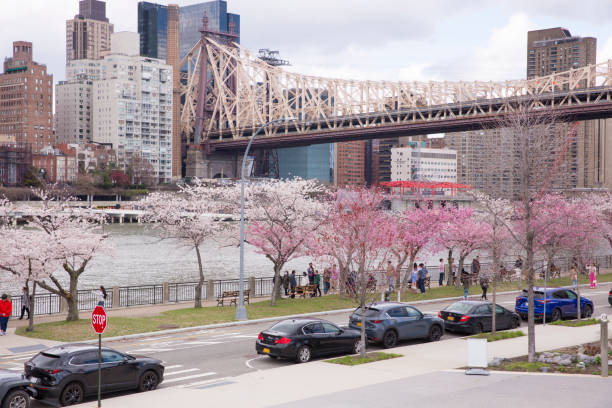 Beautiful view of Roosevelt island at New York city during cherry blossom season stock photo