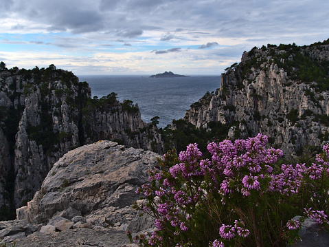 Beautiful view of rough cliffs in Calanques National Park near Cassis, French Riviera on the mediterranean coast with island Ile Riou on horizon on cloudy day. Focus on pink flowers in foreground.