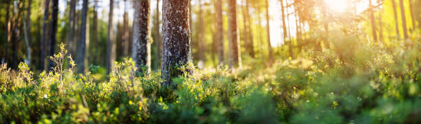 Beautiful view of the forest in early morning. stock photo