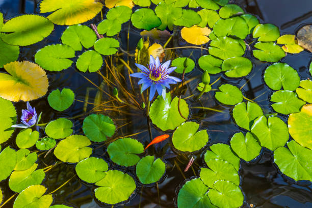 Beautiful view of tropical Nymphaea   blue water lily flower and goldfish. Sweden. stock photo