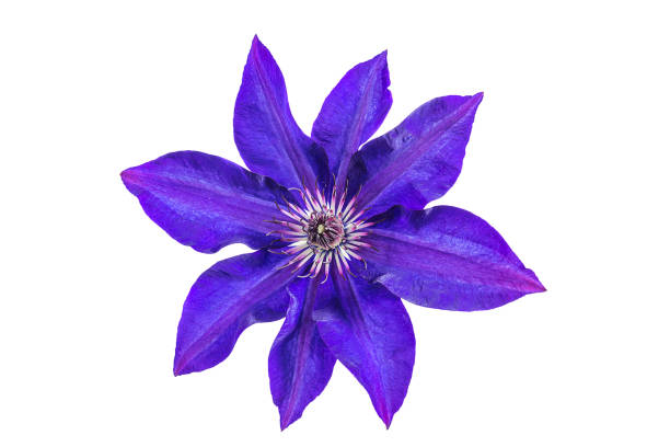 Beautiful violet clematis flower Violet or purple clematis flower isolated on a white background clematis stock pictures, royalty-free photos & images