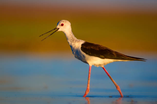 Beautiful water bird. Black winged Stilt. Water nature habitat background. Black winged Stilt black winged stilt stock pictures, royalty-free photos & images