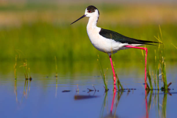 Beautiful water bird. Black winged Stilt. Water nature habitat background. Black winged Stilt black winged stilt stock pictures, royalty-free photos & images