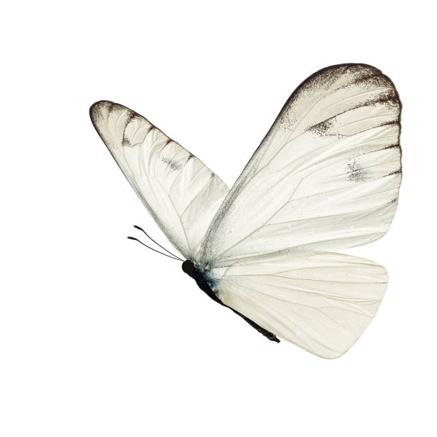 Beautiful white butterfly Beautiful white butterfly isolated on white background. animal antenna photos stock pictures, royalty-free photos & images