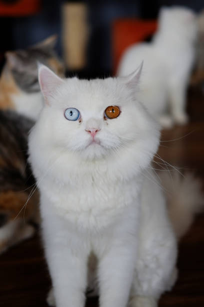 Beautiful white cat stock photo