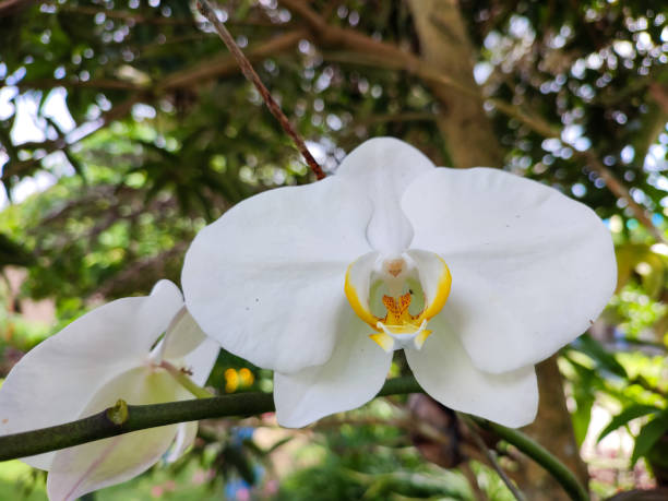 warna putih indah anggrek bulan atau phalaenopsis amabilis. - phalaenopsis amabilis potret stok, foto, & gambar bebas royalti