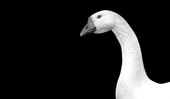 Beautiful White Goose Face On The Dark Background