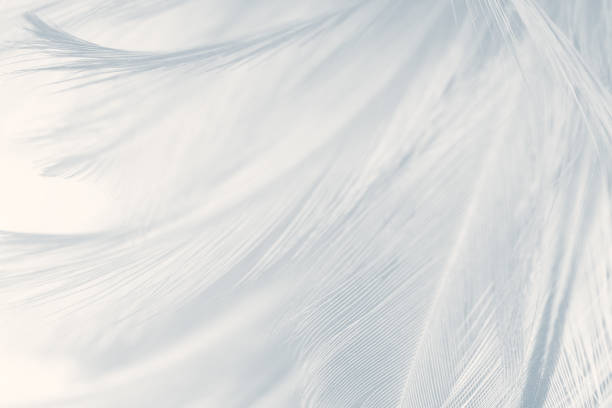 Beautiful white gray colors tone feather texture background Beautiful white gray colors tone feather texture background feather stock pictures, royalty-free photos & images