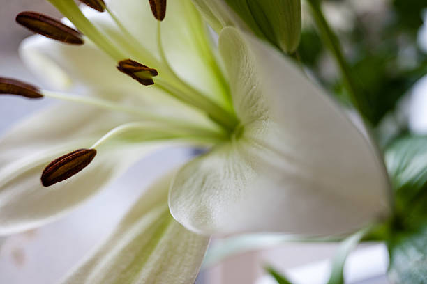 Beautiful White Lily (Lilium candidum) stock photo