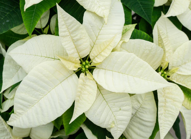 Beautiful white poinsettia holiday decoration. stock photo