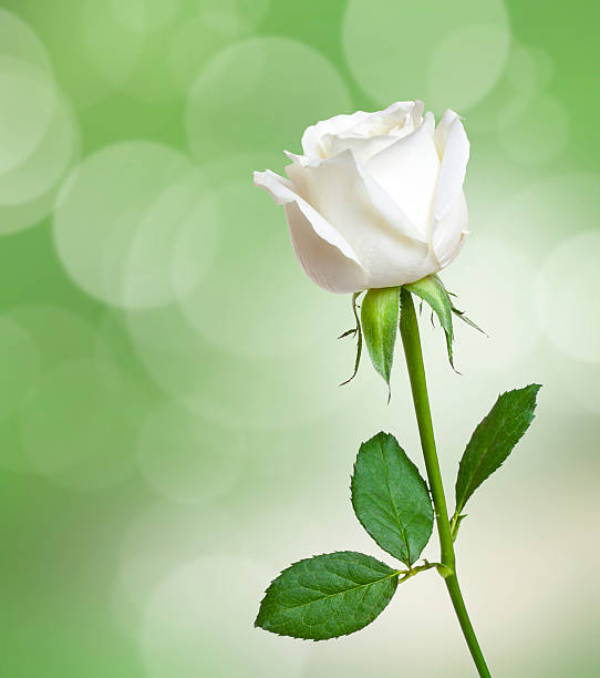 Beautiful white Rose flower