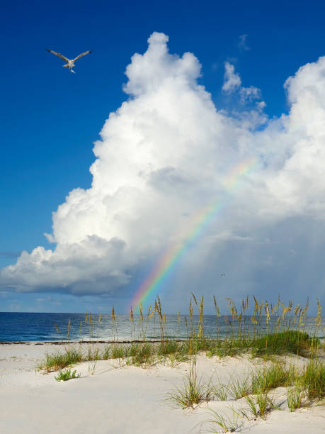 Beautiful White Sand Beach at Sunrise With a Rainbow and an Osprey with It's Catch Flying In After an Early Morning Shower stock photo