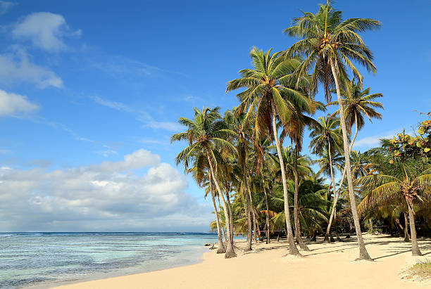 Beautiful white sand beach in Caribbean Islands stock photo