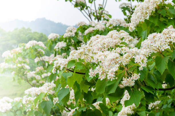 Beautiful white tung flower blooms in spring（tung tree flower） stock photo
