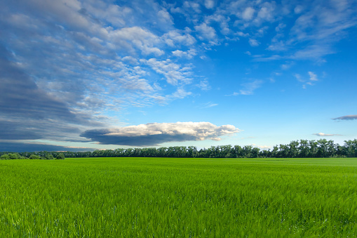 Summer landscape with field and cloudy blue sky above.