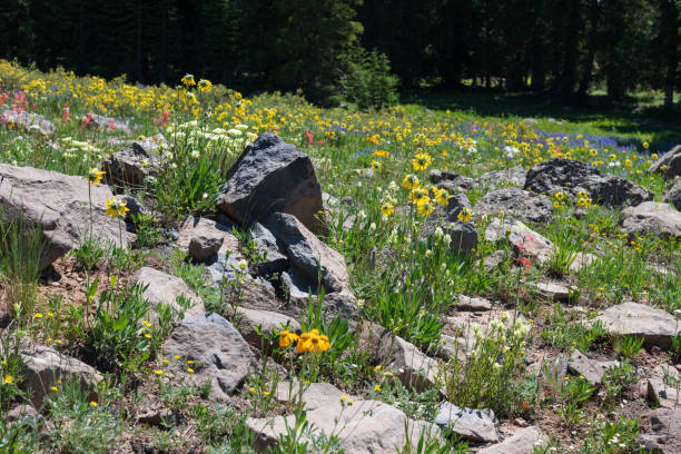 Beautiful wildflower meadow stock photo