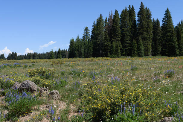 Beautiful wildflower meadow stock photo