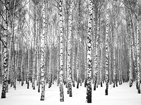 Beautiful winter birch grove black and white