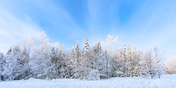 Beautiful winter forest landscape with blue sky and clouds. stock photo