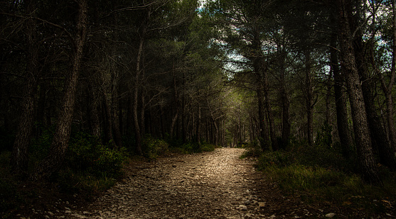 beautiful woodland path in the alpilles ,provence France ,pine wood landscape.