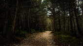 istock beautiful woodland path in the alpilles ,provence France ,pine wood landscape. 1318427007