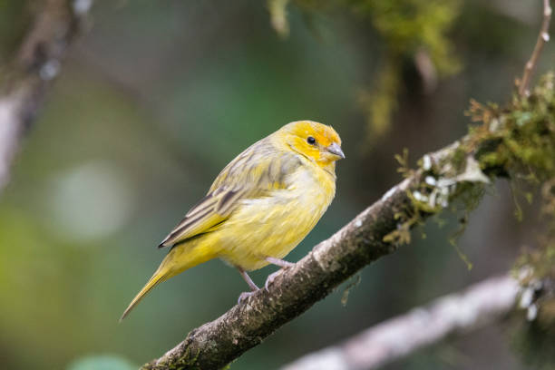 mooie gele vogel in atlantische vegetatie van het regenwoud - kanarie stockfoto's en -beelden