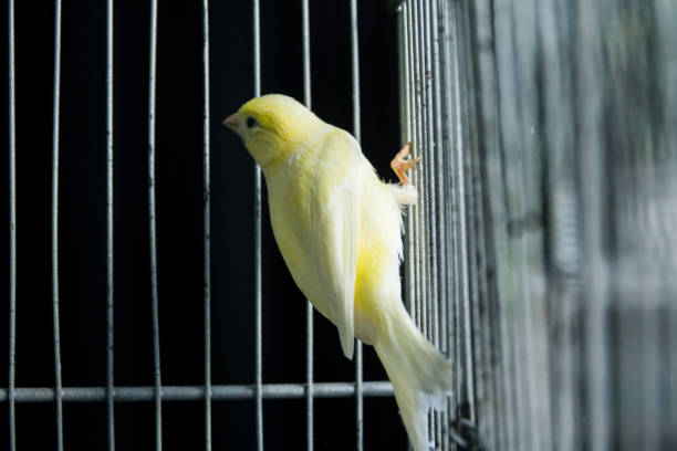 mooie gele kanarie in een kooi - kanarie stockfoto's en -beelden