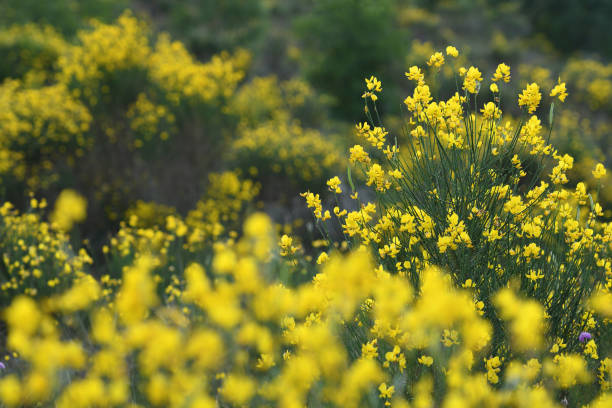 beautiful yellow flowers in bloom of Cytisus scoparius. Sarothamnus scoparius. Broom in bloom in June in the Tuscan countryside in Chianti region. Italy beautiful yellow flowers in bloom of Cytisus scoparius. Sarothamnus scoparius. Broom in bloom in June in the Tuscan countryside in Chianti region. Italy scotch broom stock pictures, royalty-free photos & images
