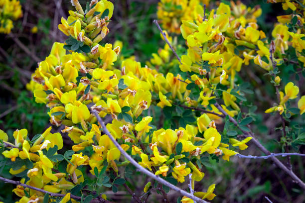 Beautiful yellow flowers on a bush branch. Cytisus scoparius, the common broom or Scotch broom Yellow flowers on a bush branch. Cytisus scoparius, the common broom or Scotch broom. scotch broom stock pictures, royalty-free photos & images