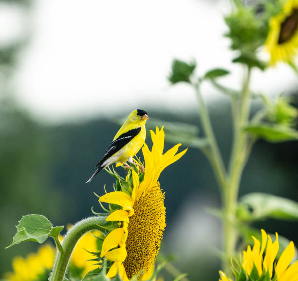 Beautiful yellow male American Goldfinch on sunflower stock photo