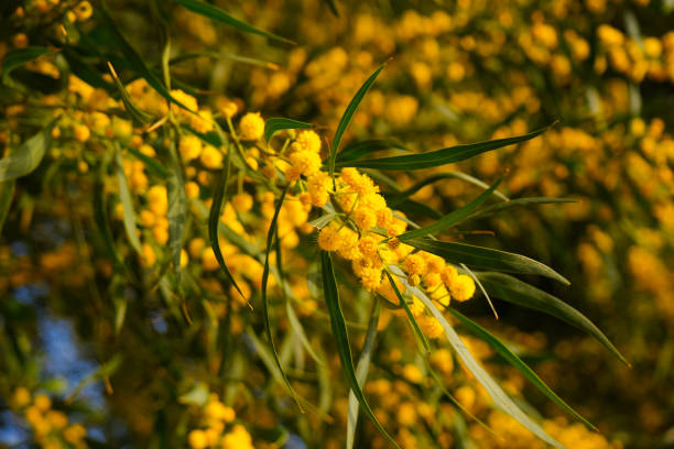 Beautiful yellow spring blossom of Acacia saligna. stock photo
