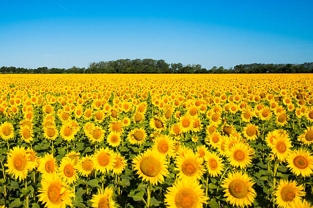 schönes gelbes sonnenblumenfeld - sonnenblume stock-fotos und bilder
