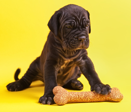 23+ Cane Corso Brown Mastiff