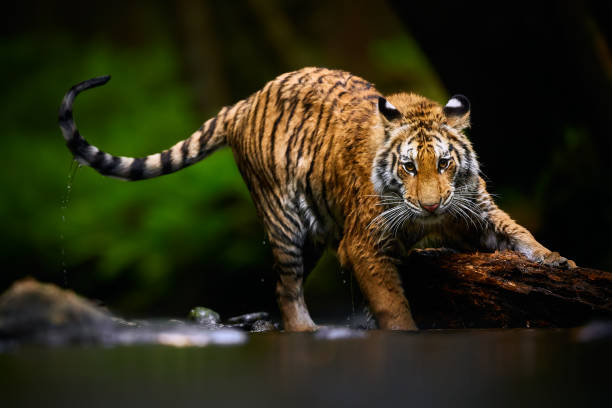 Beautiful young Siberian tiger -  Panthera tigris altaica is playing in the river with big wood. Action wildlife scene with danger animal. stock photo
