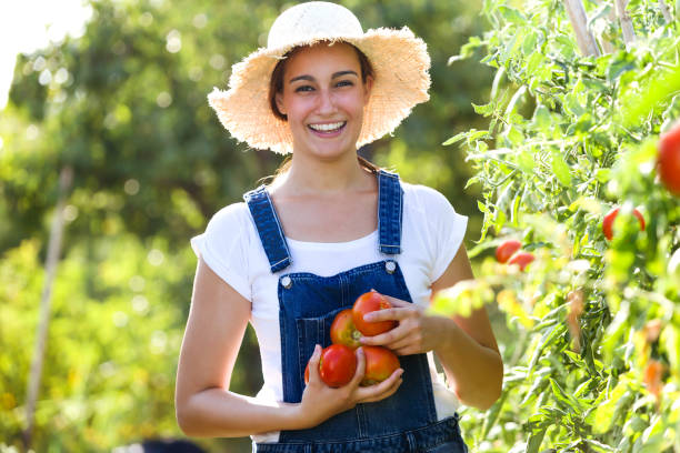 beautiful young smiling woman harvesting fresh tomatoes from the garden and showing at the camera. - technology picking agriculture imagens e fotografias de stock