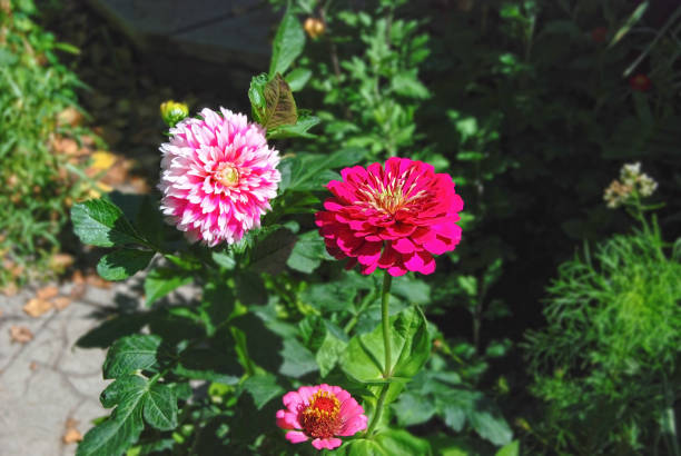 Beautiful zinnia and dahlia  flower Beautiful fresh zinnia and dahlia flower in rural flowerbed zinnia stock pictures, royalty-free photos & images