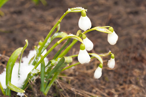 Beautifull snowdrops flower growing in snow in early spring forest. Tender spring flower snowdrop