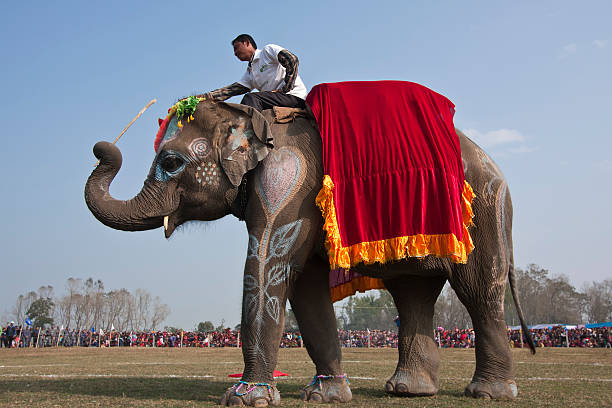 Beauty contest - Elephant festival, Chitwan 2013, Nepal Chitwan, Nepal - December 28, 2013: Nepali mahout show training during beauty contest of Elephant festival, Chitwan 2013, Nepal. terai stock pictures, royalty-free photos & images
