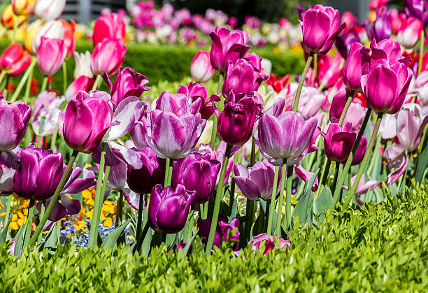 Beauty purple tulips stock photo