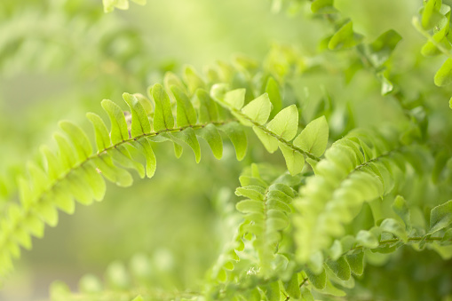 Beautyful fern leaves in sunlight. Green foliage natural floral background