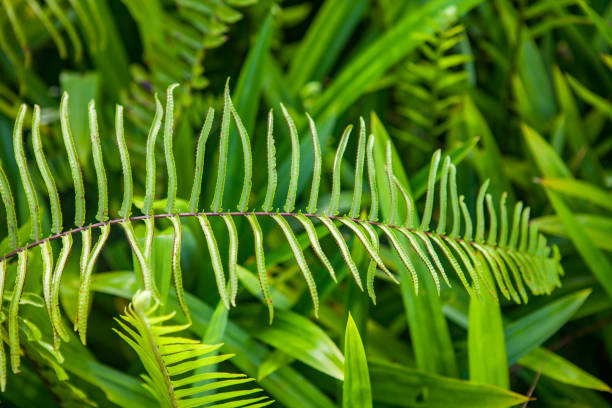 Beautyful green ferns leaves Beautyful green ferns leaves nephrolepis stock pictures, royalty-free photos & images