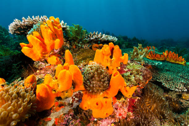 Beautyful Seascape, Orange Sponges and Bubble Tip Anemones, Pantar Strait, Indonesia stock photo