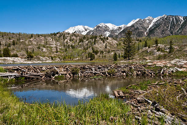 Beaver Dam in the San Juan Mountains The North American Beaver (Castor Canadensis) is the second-largest rodent in the world. It is a primarily nocturnal, semiaquatic animal known for creating ponds by building dams. They also build canals and the lodges that they live in. There is considerable beaver activity along the streams of the high elevation mountains of the San Juan Range in southern Colorado. This beaver pond was photographed near the Potato Lake Trail in the San Juan National Forest near Silverton, Colorado, USA. jeff goulden san juan mountains stock pictures, royalty-free photos & images
