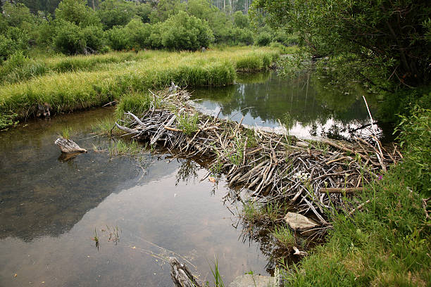 Beaver dam on River surrounded by grass fields stock photo